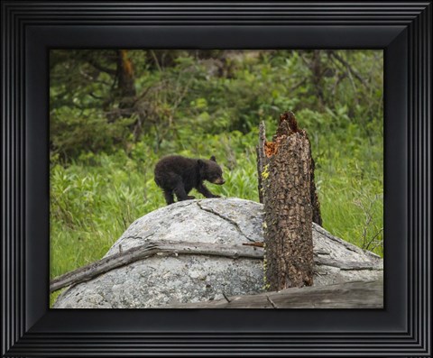 Framed Bear Cub On Rock Print