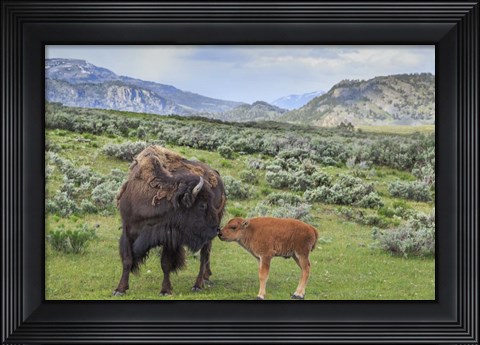 Framed Bison And Calf (YNP) Print