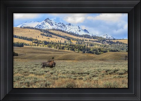 Framed Bison By Electric Peak (YNP) Print