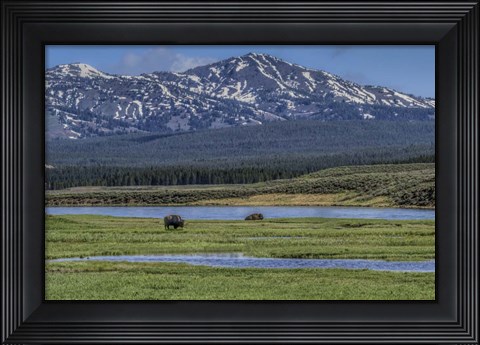 Framed Bison By River Print