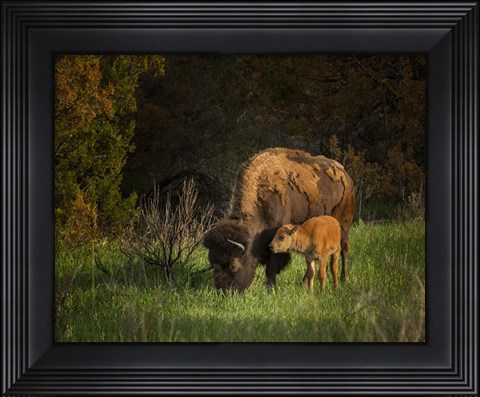 Framed Bison Cow And Calf Print