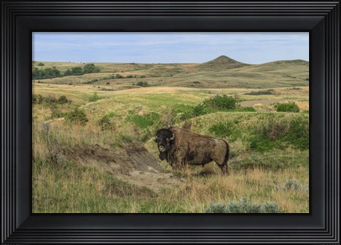 Framed Bison In North Dakota Landscape Print