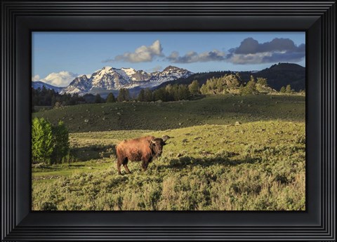 Framed Bison In Yellowstone Print
