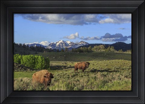 Framed Bison With Mountains (YNP) Print