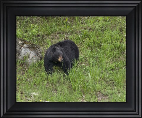 Framed Black Bear (YNP) Print