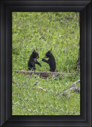 Framed Black Bear Cubs (YNP) Print