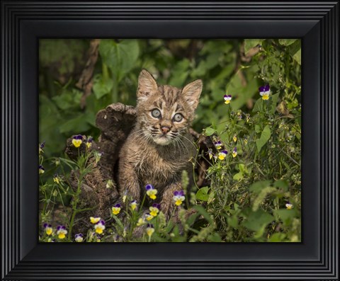 Framed Bobcat Kitten In Wildflowers Print