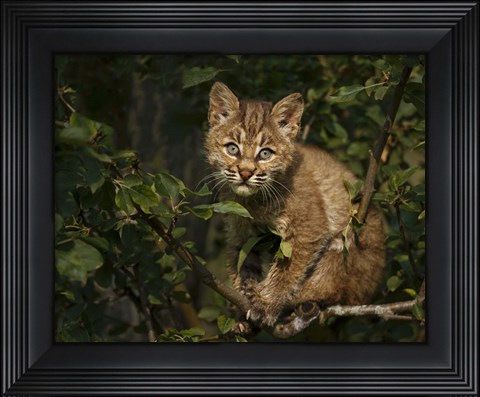 Framed Bobcat Kitten On Branch Print