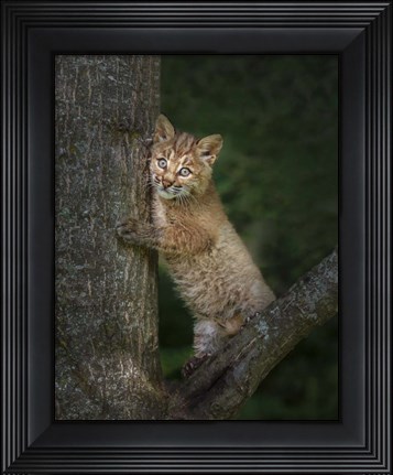 Framed Bobcat Kitten Poses Against Tree Trunk Print