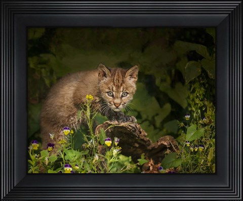 Framed Bobcat Kitten Poses On Log Print