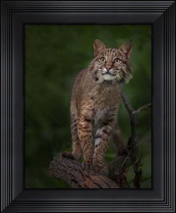 Framed Bobcat Poses On Tree Branch 1 Print