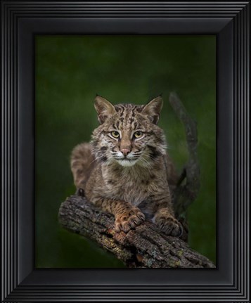 Framed Bobcat Poses On Tree Branch 2 Print