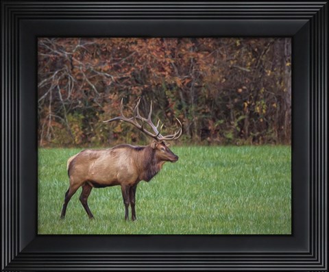 Framed Bull Elk (GSMNP) Print
