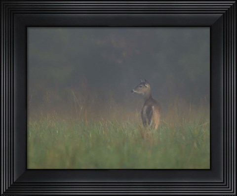Framed Cades Cove Doe Print
