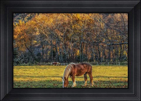 Framed Cades Cove Horses At Sunset Print