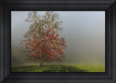Framed Cades Cove Tree Print