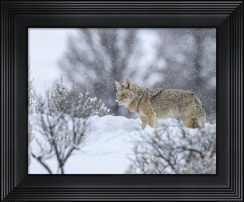 Framed Coyote In Snow Print