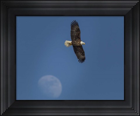 Framed Eagle And Moon Print