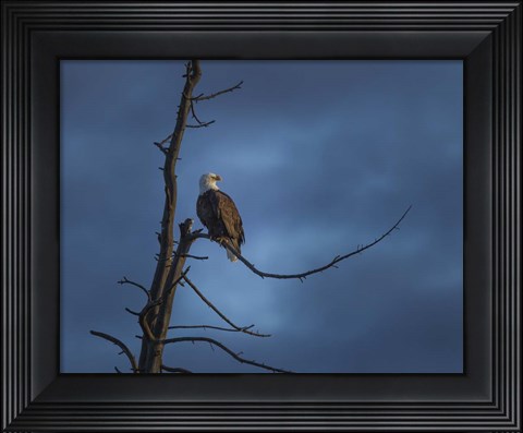 Framed Eagle In (YNP) Print