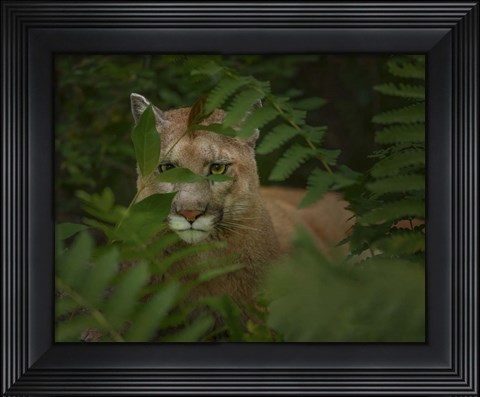 Framed Eyes Of The Forest Ghost Print