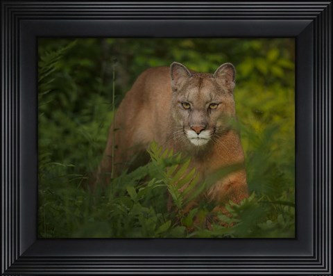 Framed Focused Print