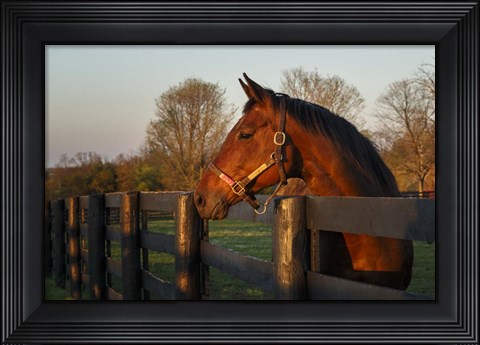Framed Horse At Sunset Print