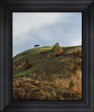 Framed Horse On Hill (TRNP) Print