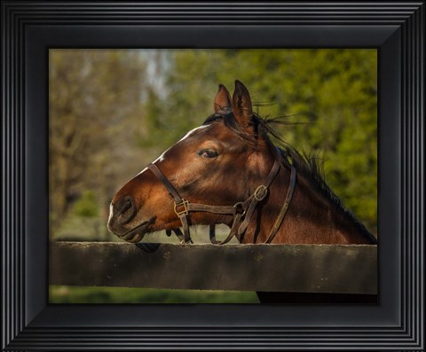 Framed Horse Portrait Print