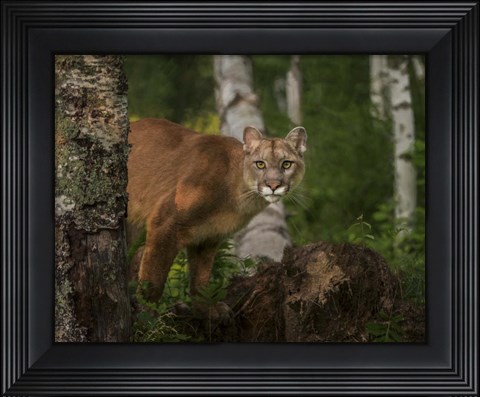 Framed Inquistive Mountain Lion Print