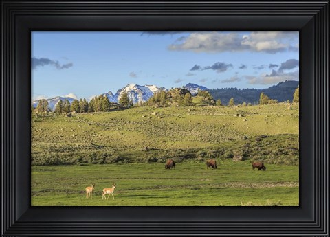 Framed Lamar Valley - Pronghorn And Bison Print