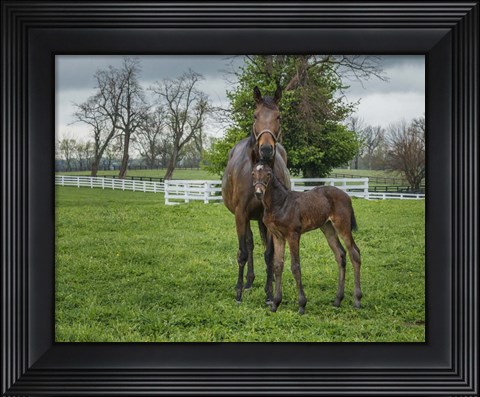 Framed Mare And Foal 2 Print