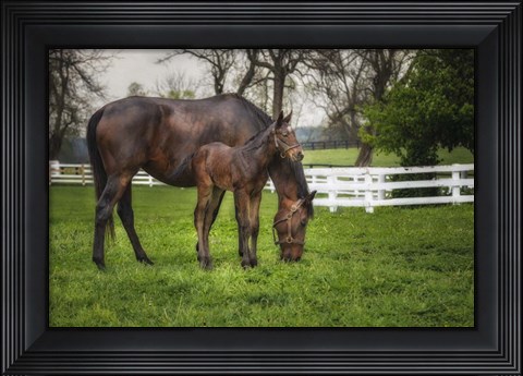 Framed Mare And Foal Together Print