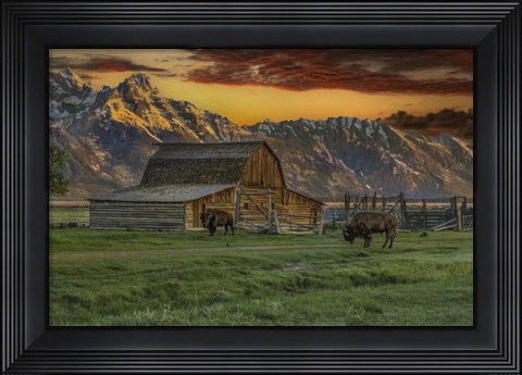 Framed Moulton Barn At Sunrise With Bison Print