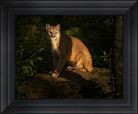 Framed Mountain Lion At Sunrise Print
