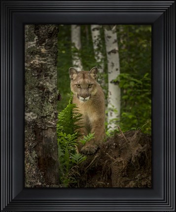 Framed Mountain Lion Forest Pose Print