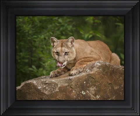 Framed Mountain Lion Lunch Print
