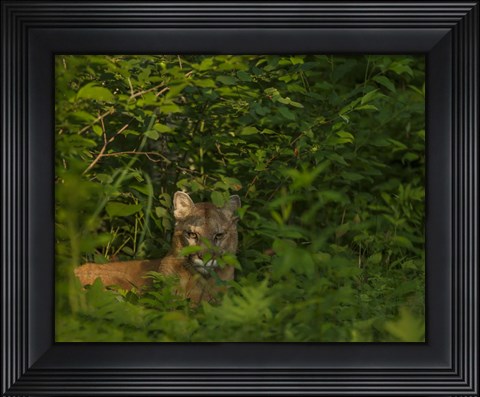 Framed Mountain Lion Lurks In Bush Print