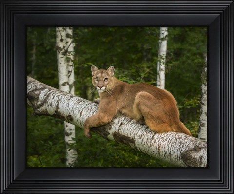 Framed Mountain Lion On Forest Log Print