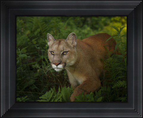 Framed Mountain Lion On The Prowl Print