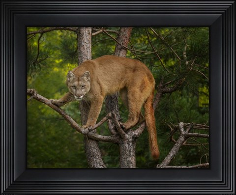 Framed Mountain Lion Stare Print