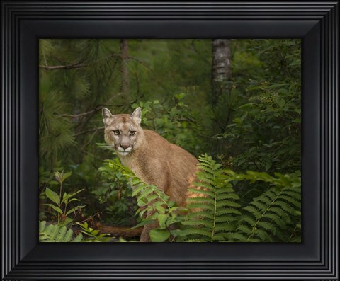 Framed Mountain Lion With Ferns Print