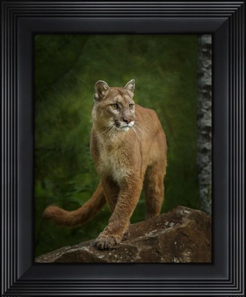 Framed Proud Mountain Lion 2 Print