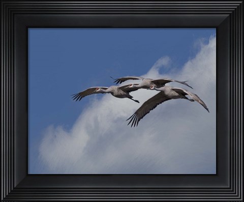 Framed Sandhill Crane 3 Oil Paint Print