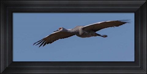 Framed Sandhill Crane In Flight Print