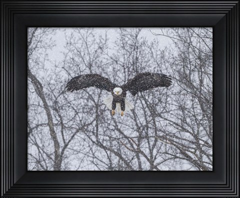 Framed Snowy Eagle Print