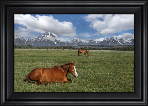 Framed Teton Horses Print