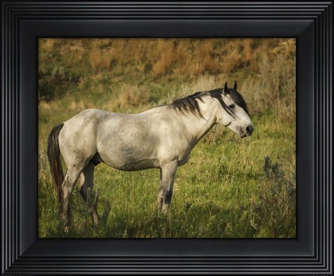 Framed Wild Horse Print
