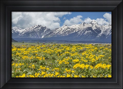 Framed Wild Flowers With Mountains (YNP) Print