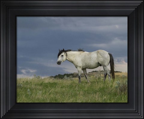 Framed Wild Horse - Stallion (Storm) Print