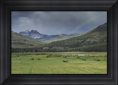 Framed Yellowstone Bison With Rainbow Print